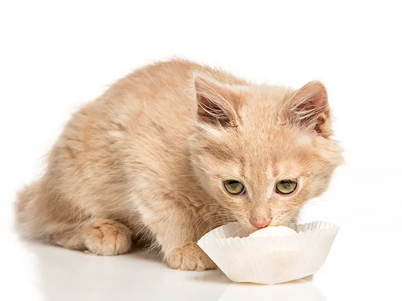 is-powdered-milk-good-for-cats-walk-with-cat