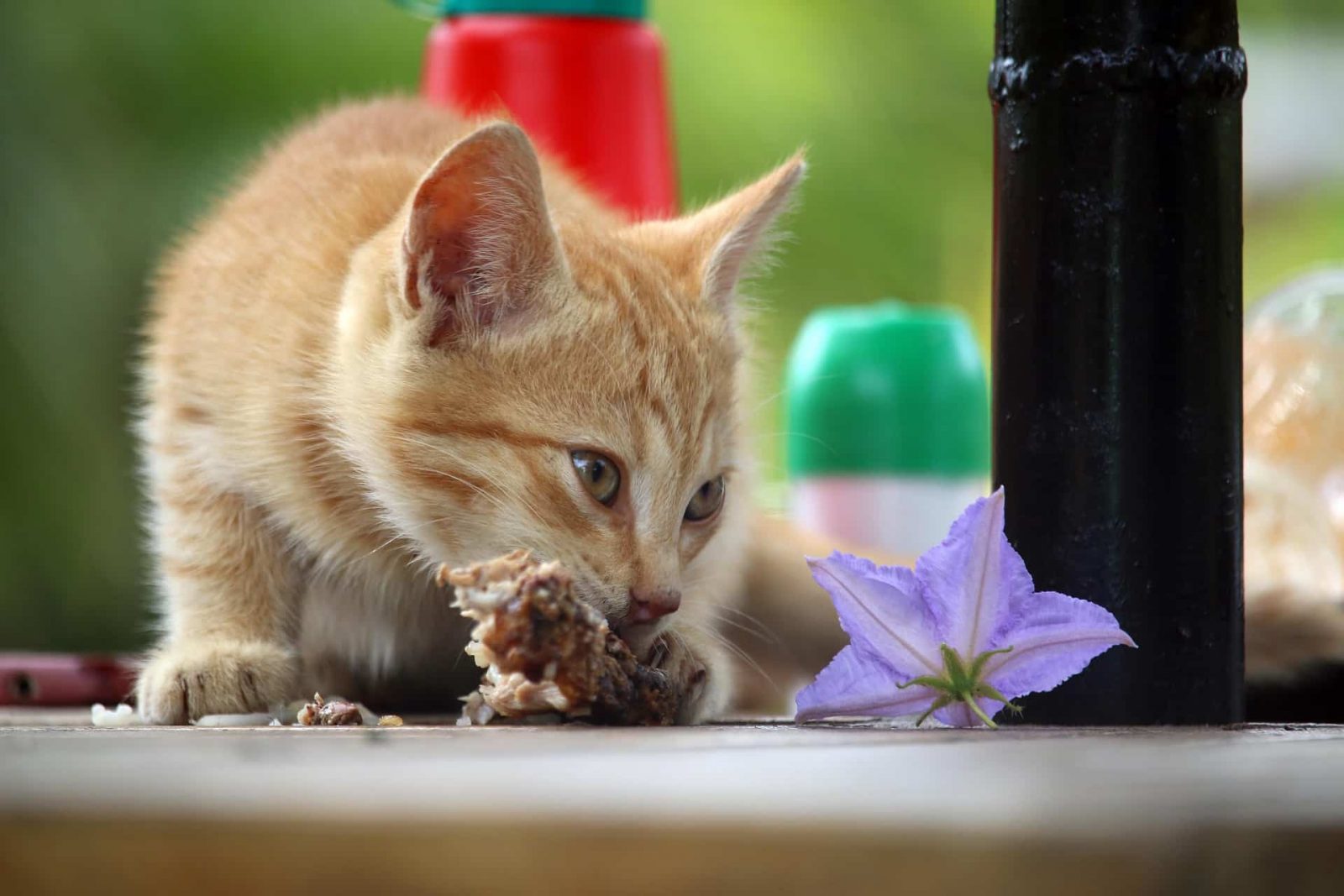 can-cats-eat-breaded-fish-walk-with-cat