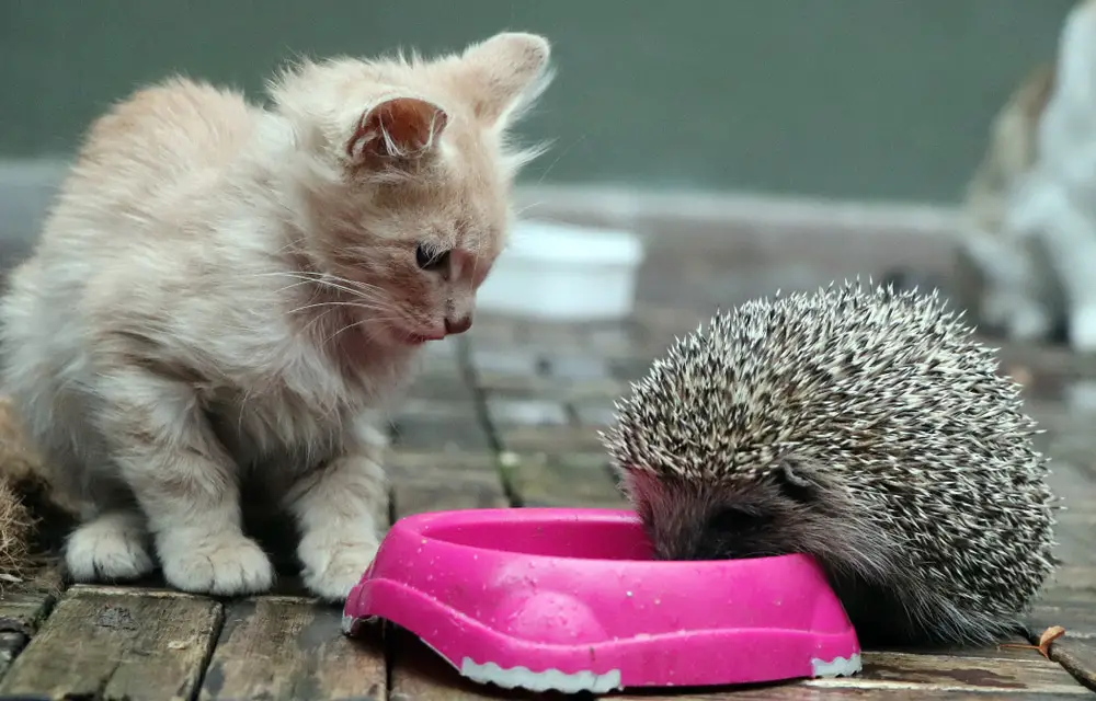 Will cats eat hedgehog food? | Walk With Cat